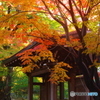 小金東漸寺の紅葉2017-6