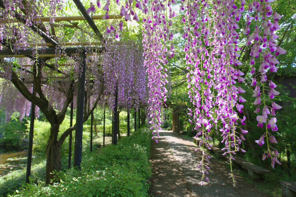 本土寺の藤棚