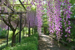 本土寺の藤棚