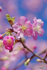 早咲きの桜-4