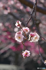 近所の梅－５