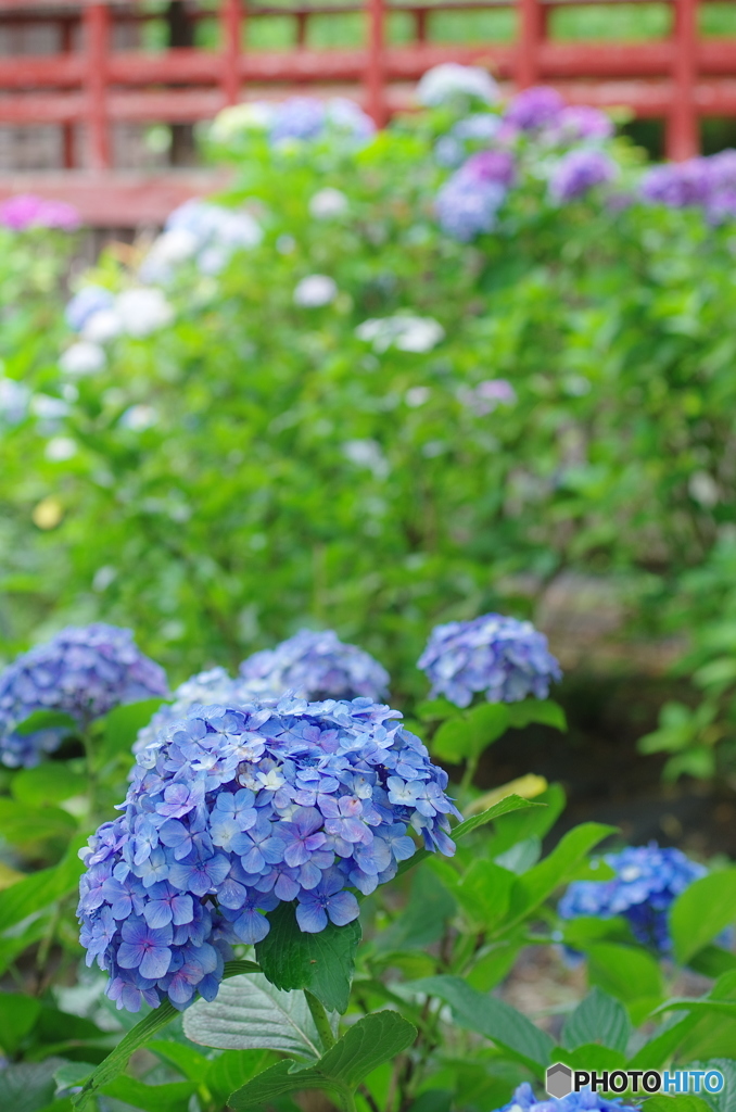 松戸本土寺の紫陽花2017-10