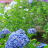 松戸本土寺の紫陽花2017-10