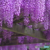 2017GWの花-4