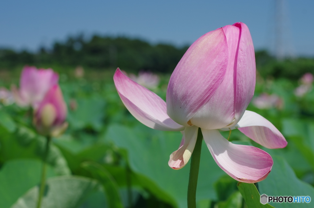守谷城址公園の蓮-1