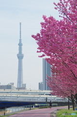 南千住汐入公園の陽光桜－４