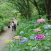 松戸本土寺の紫陽花2017-4