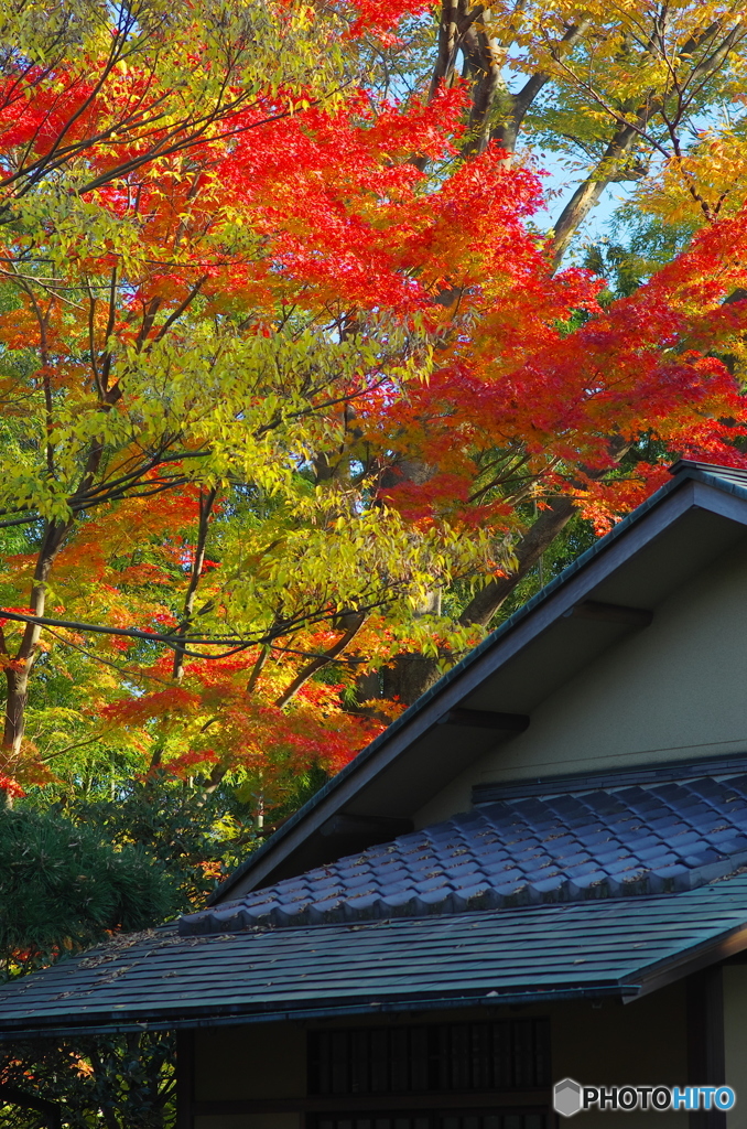 松戸戸定ケ丘の紅葉2017-4