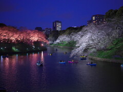 千鳥ヶ淵の夜桜
