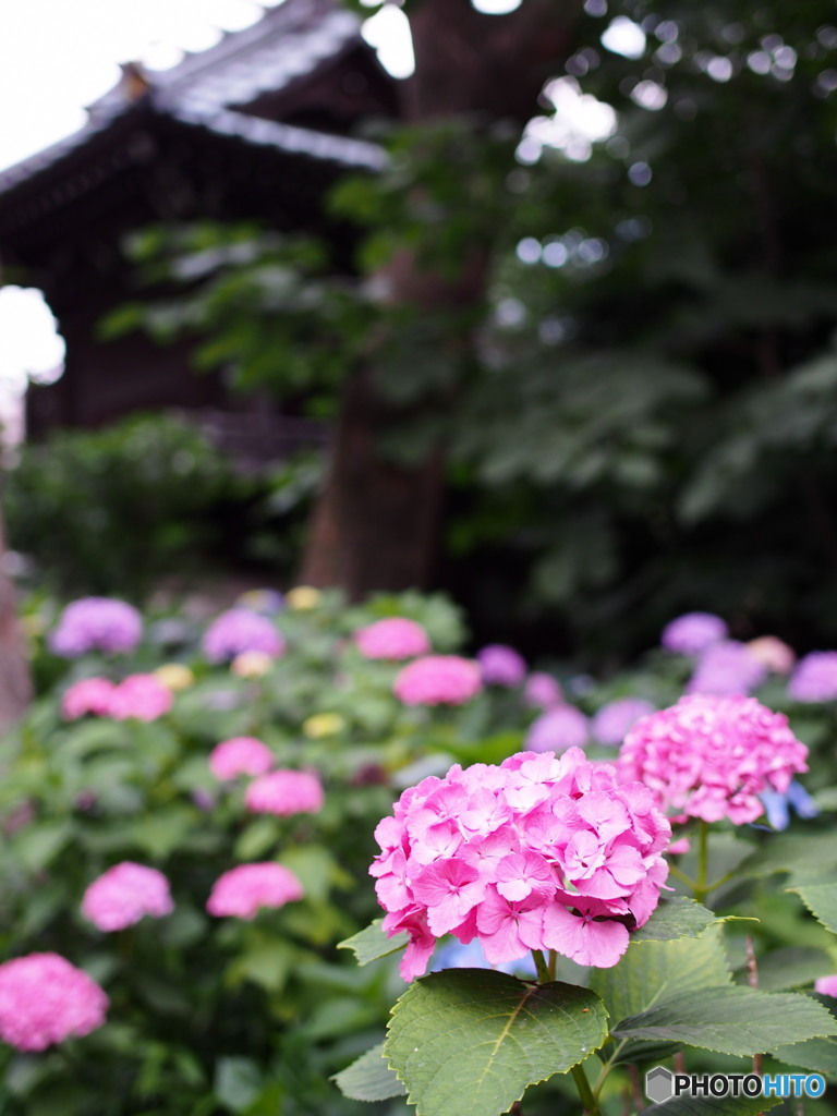 文京白山神社の紫陽花-2