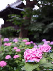 文京白山神社の紫陽花-2