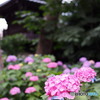 文京白山神社の紫陽花-2