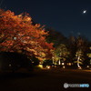 六義園2017秋-2