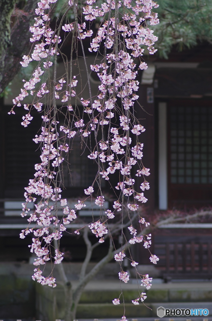 小金東漸寺の枝垂桜2018-4