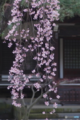 小金東漸寺の枝垂桜2018-4