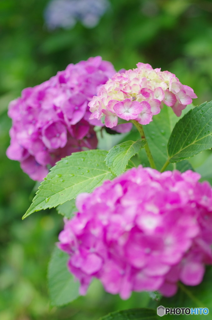 松戸本土寺の紫陽花2017-9