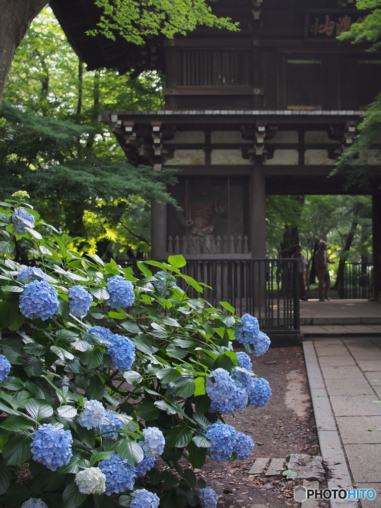 東漸寺の紫陽花2018