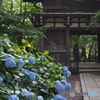 東漸寺の紫陽花2018