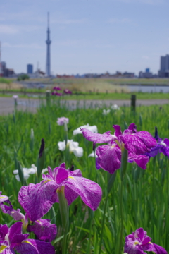 スカイツリーと花菖蒲