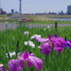 スカイツリーと花菖蒲
