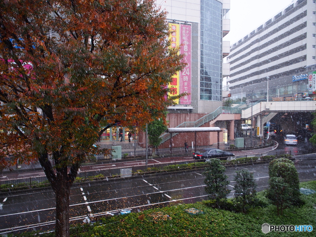 １１月の雪－１