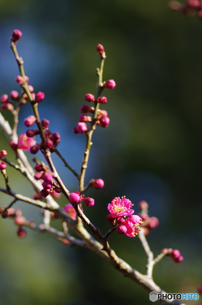 近所の梅-３
