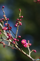 近所の梅-３