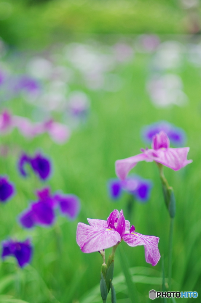 松戸本土寺の花菖蒲2017-4