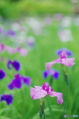 松戸本土寺の花菖蒲2017-4