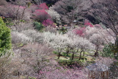 熱海梅園