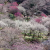 熱海梅園
