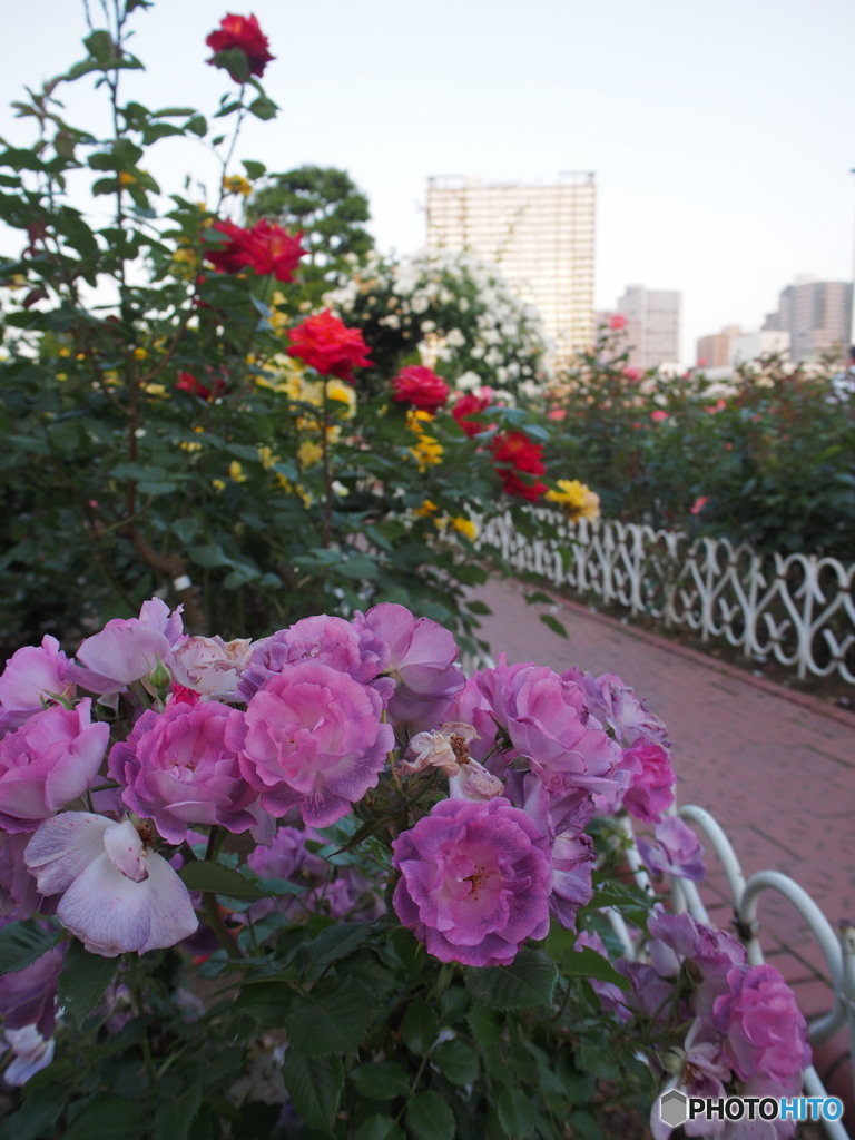 芝浦中央公園のバラ-2