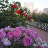 芝浦中央公園のバラ-2