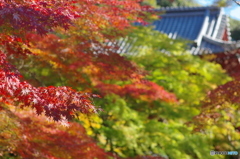 小金本土寺の紅葉2017-1