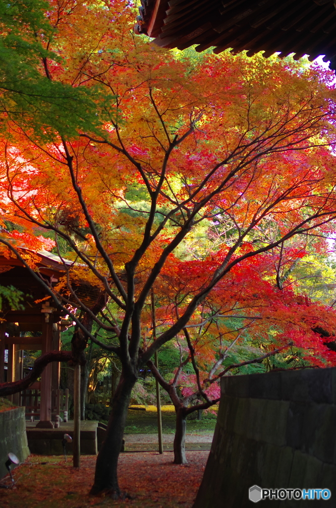 小金東漸寺の紅葉2017-4