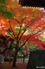 小金東漸寺の紅葉2017-4