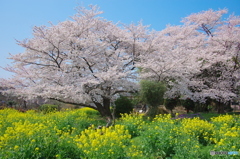 名都借の桜2018