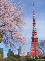 東京タワーと桜－３