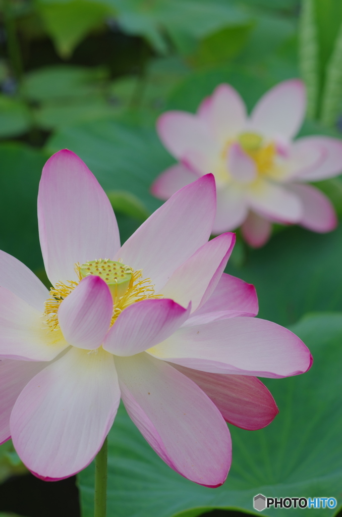利根親水公園の蓮2018-6