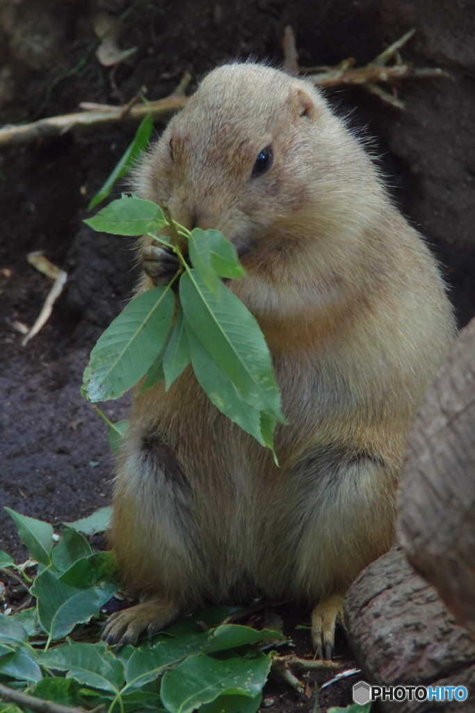 上野動物園-2