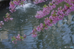 松戸坂川河津桜－３