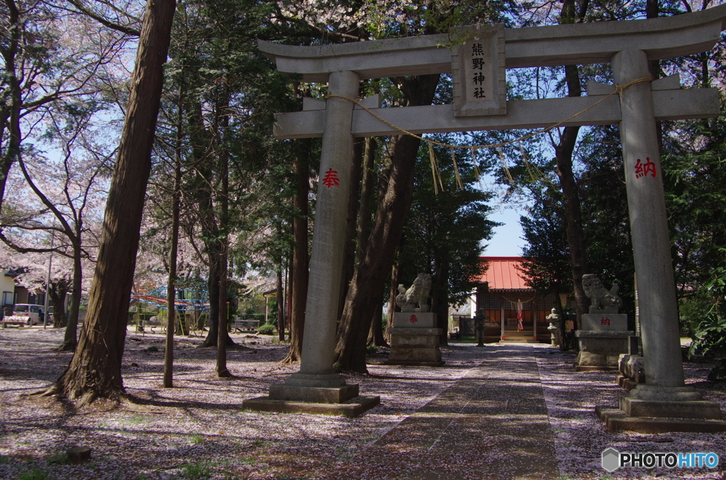 熊野神社の桜-1