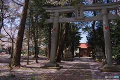 熊野神社の桜-1