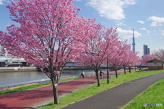 南千住汐入公園の陽光桜2018-2