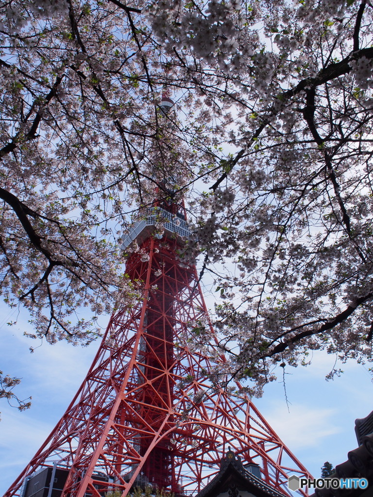 東京タワーと桜－２
