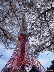 東京タワーと桜－２