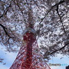 東京タワーと桜－２