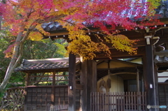 小金本土寺の紅葉2017-6