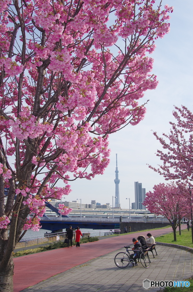 南千住汐入公園の陽光桜－２