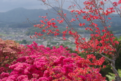 笠間のつつじ